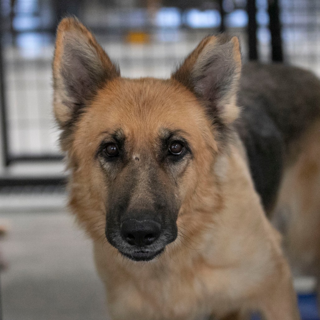 ZELDA (S26-39) - Shepherd / German available for adoption