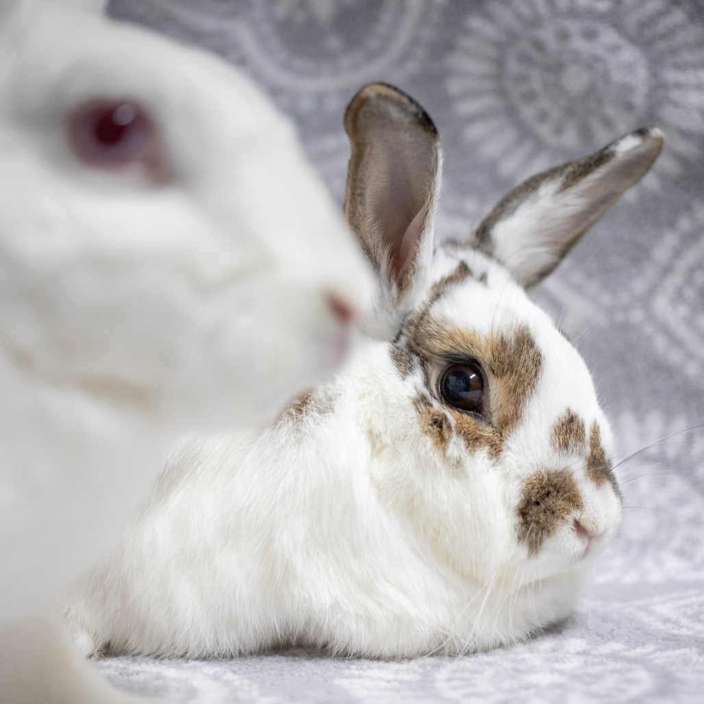 Ms. Peep (bonded to Camilo), photo 23