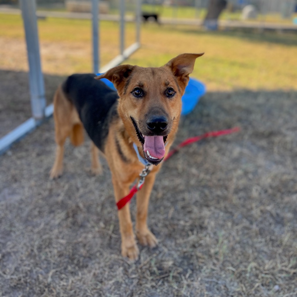 Hickory, available for adoption at PVAS