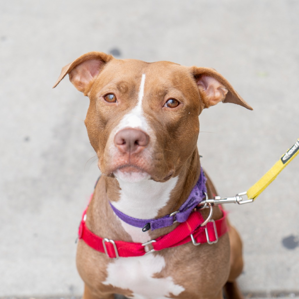 Della, Terrier, American Staffordshire/Mixed Breed (Medium)