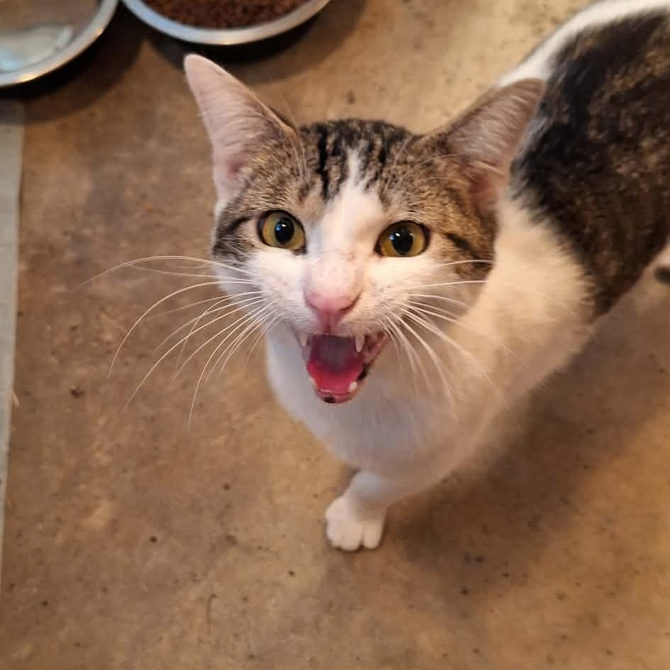 BEANIE - Domestic Shorthair available for adoption