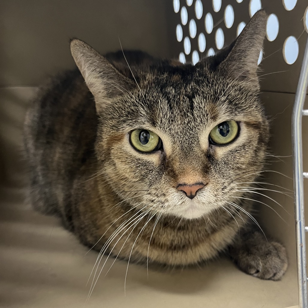 Belma — thumbnail 2