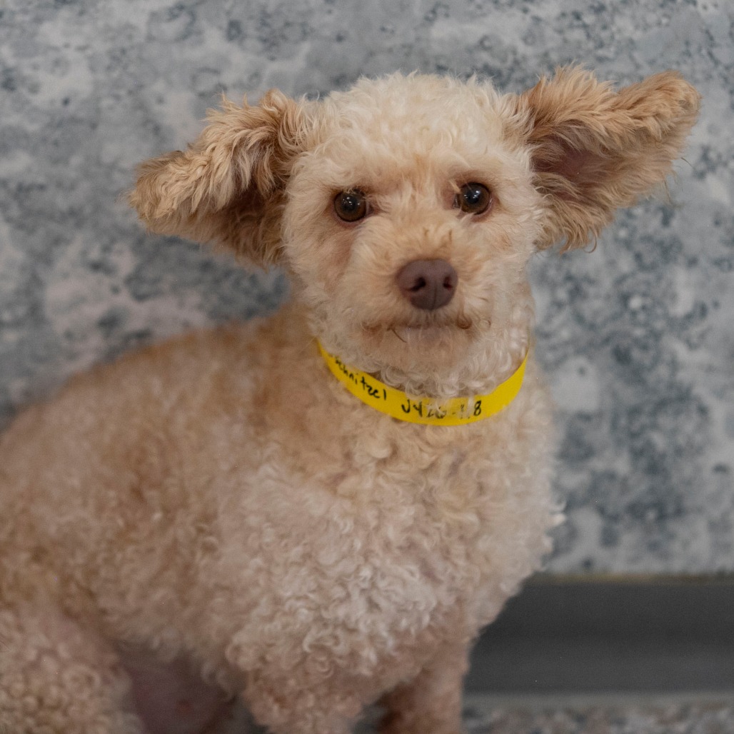 WEINERSCHNITZEL (JY26-118) - Poodle / Miniature available for adoption