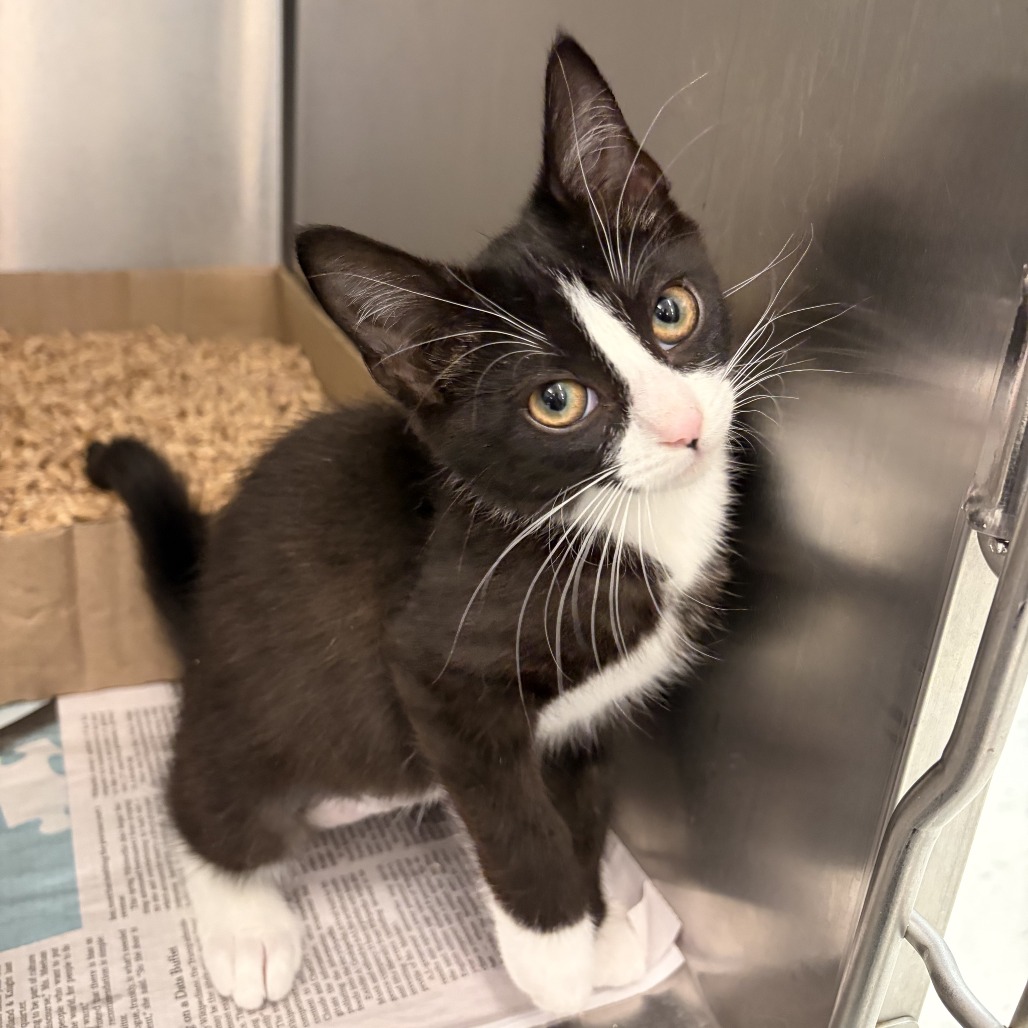 WANDA (BLACK COLLAR) - Domestic Shorthair available for adoption