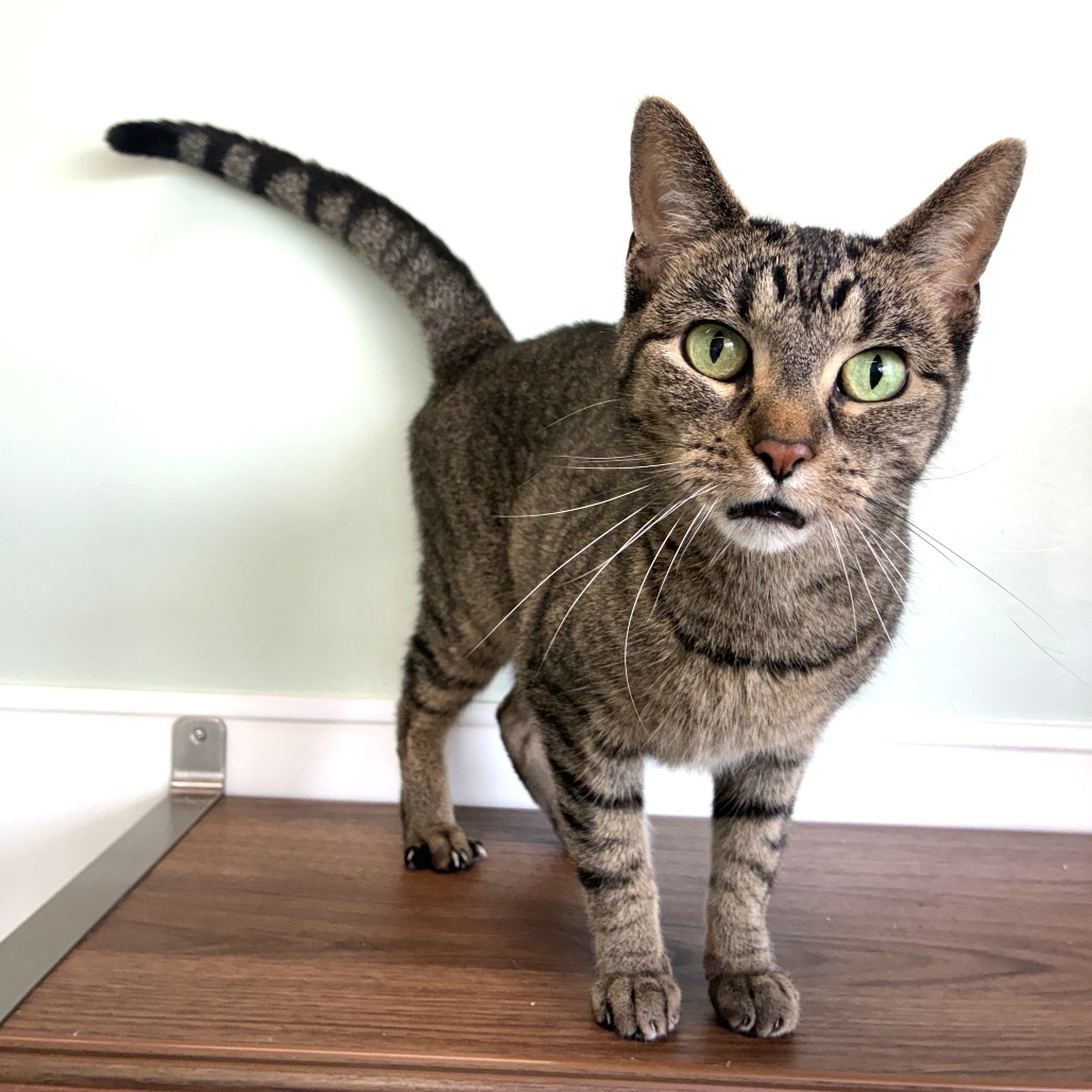 Ziggy (c2026), photo 3