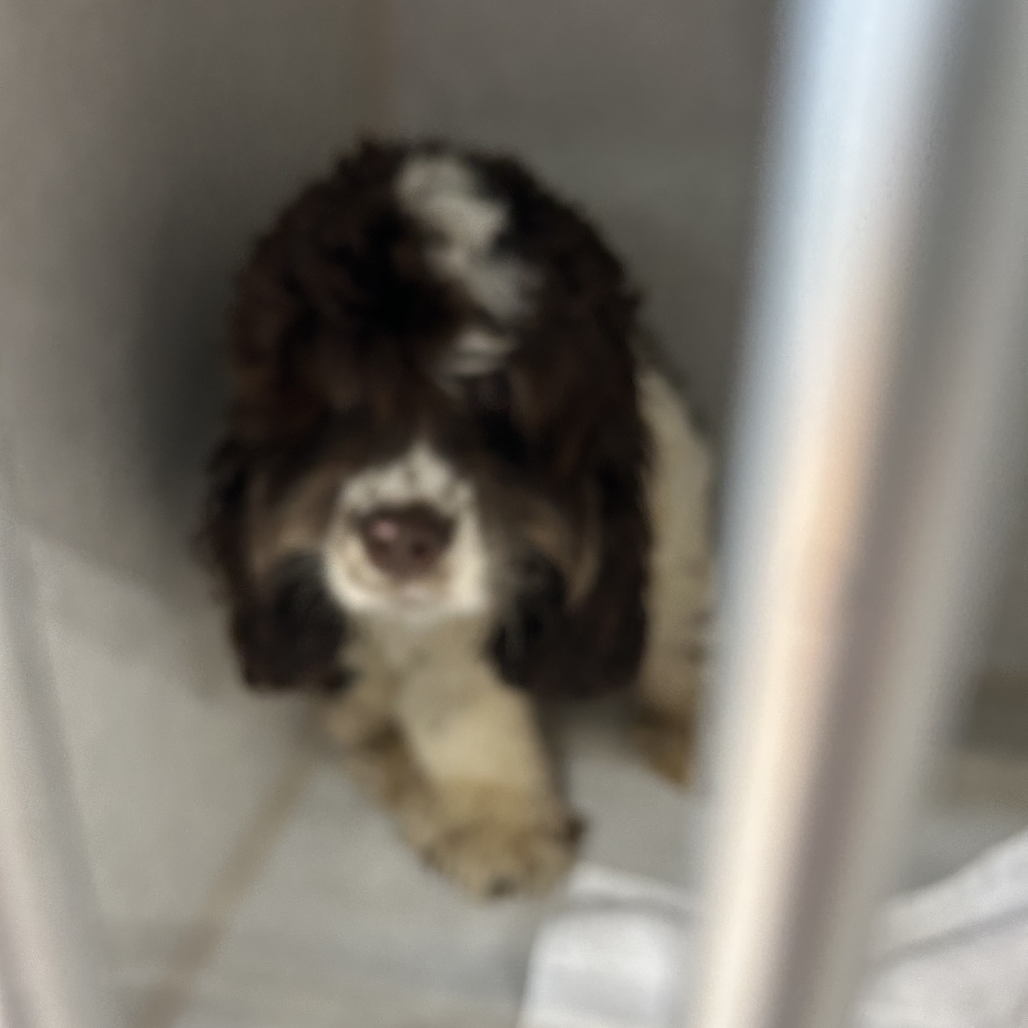 Cocker Spaniel