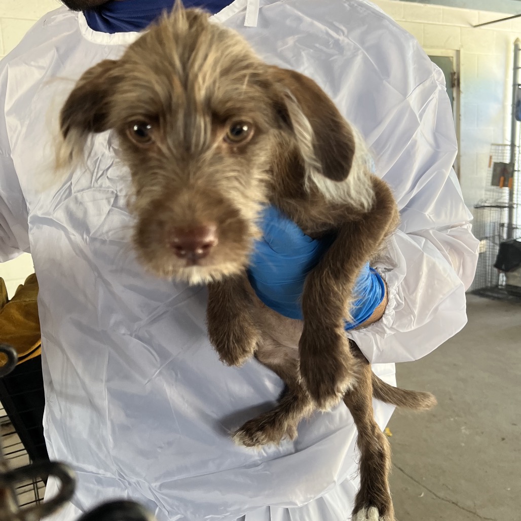 EACS-STRAY-199694_5 - Terrier / Mixed Breed (Small) available for adoption