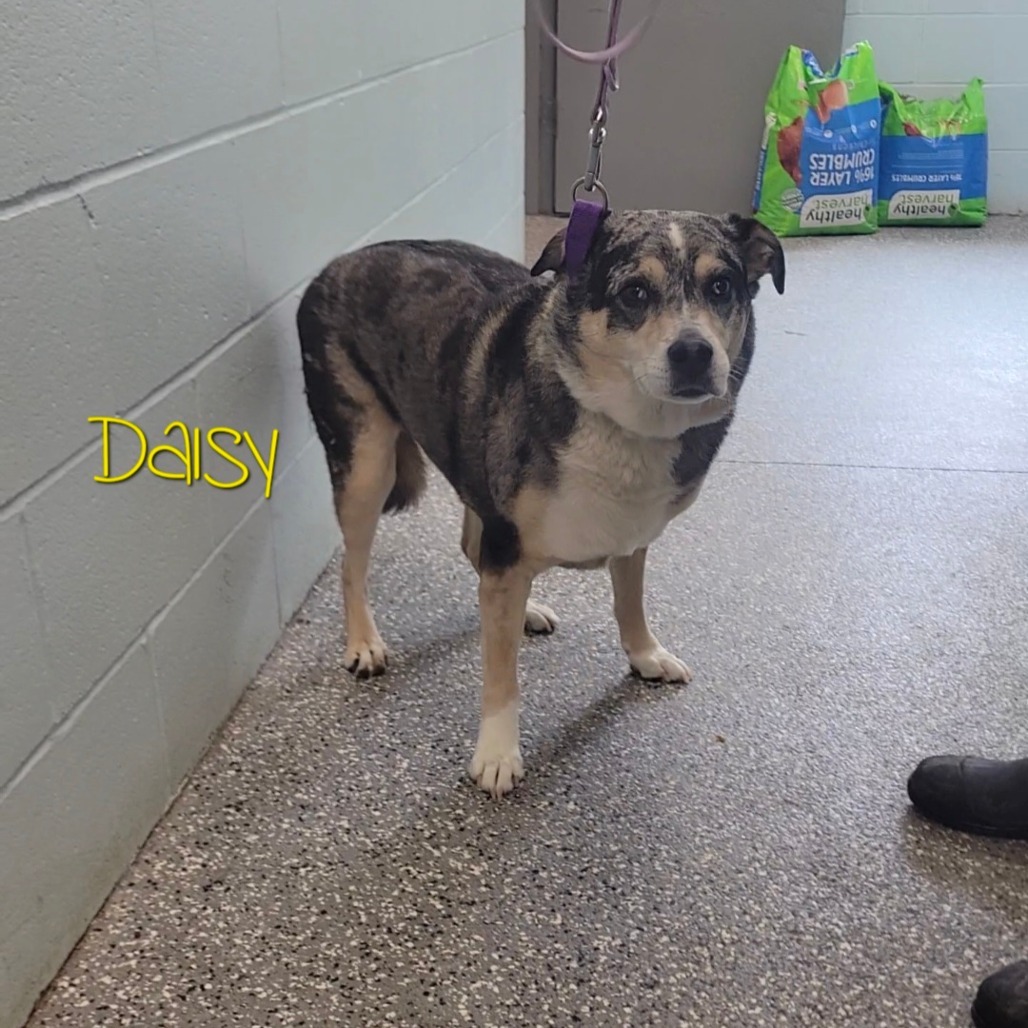 Daisy — thumbnail 3