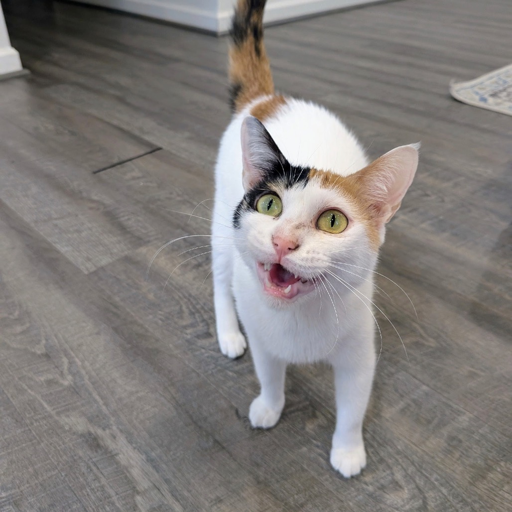 Maggie - Dubai — thumbnail 2