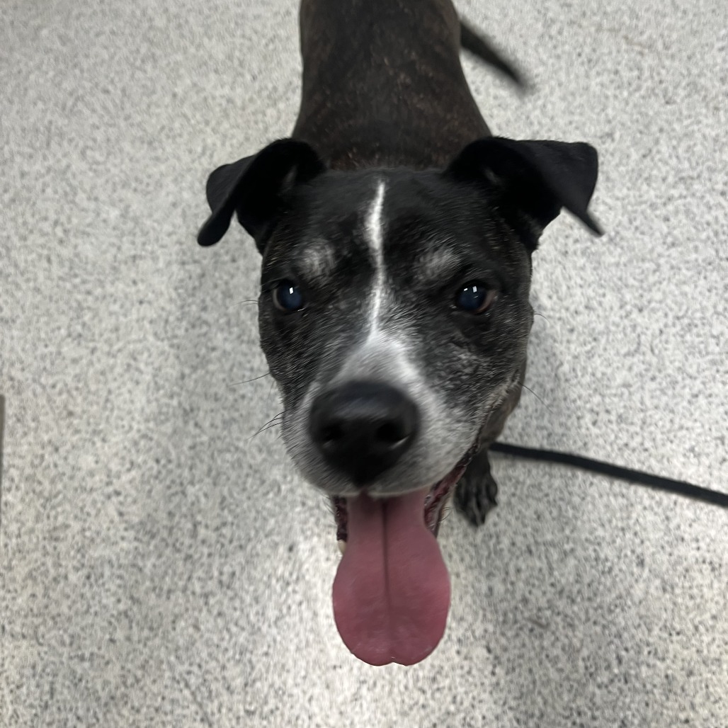 Cassie — thumbnail 2