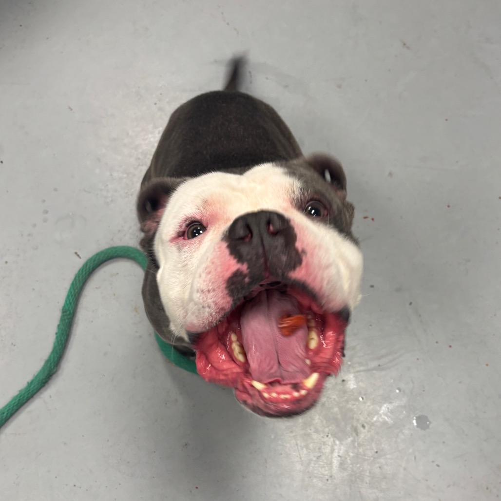 Rocko Rocks — thumbnail 5