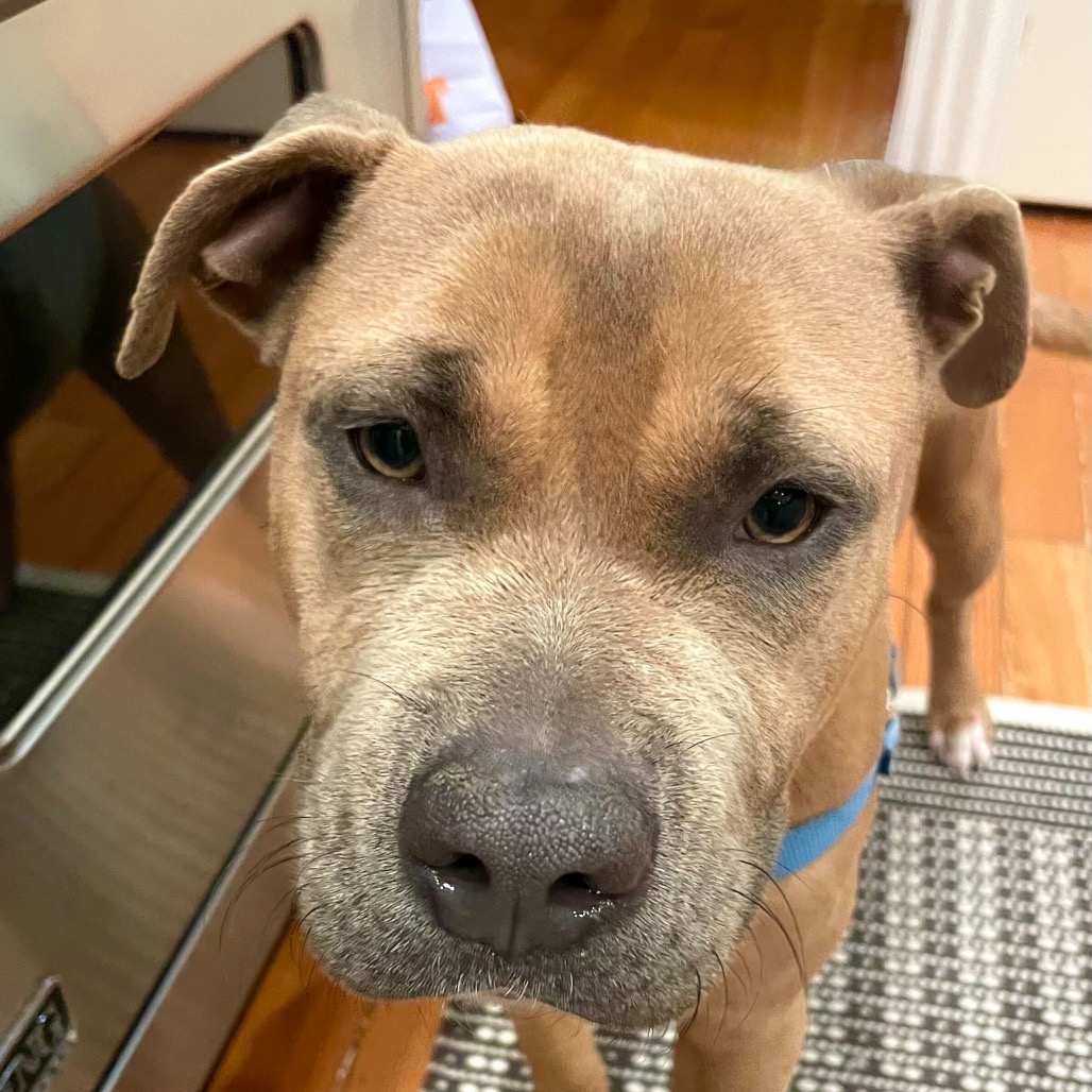 Ziggy — thumbnail 4