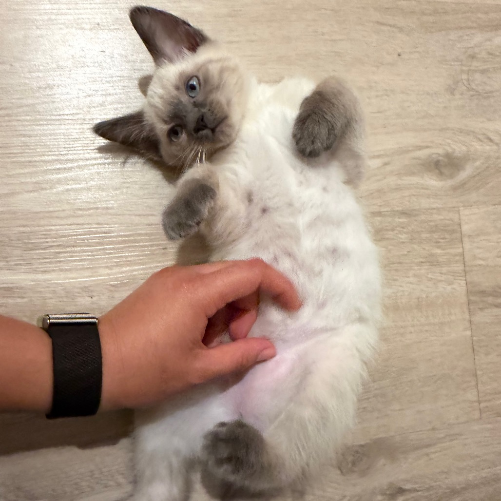 DUSTY - Domestic Shorthair for adoption in Sunnyvale
