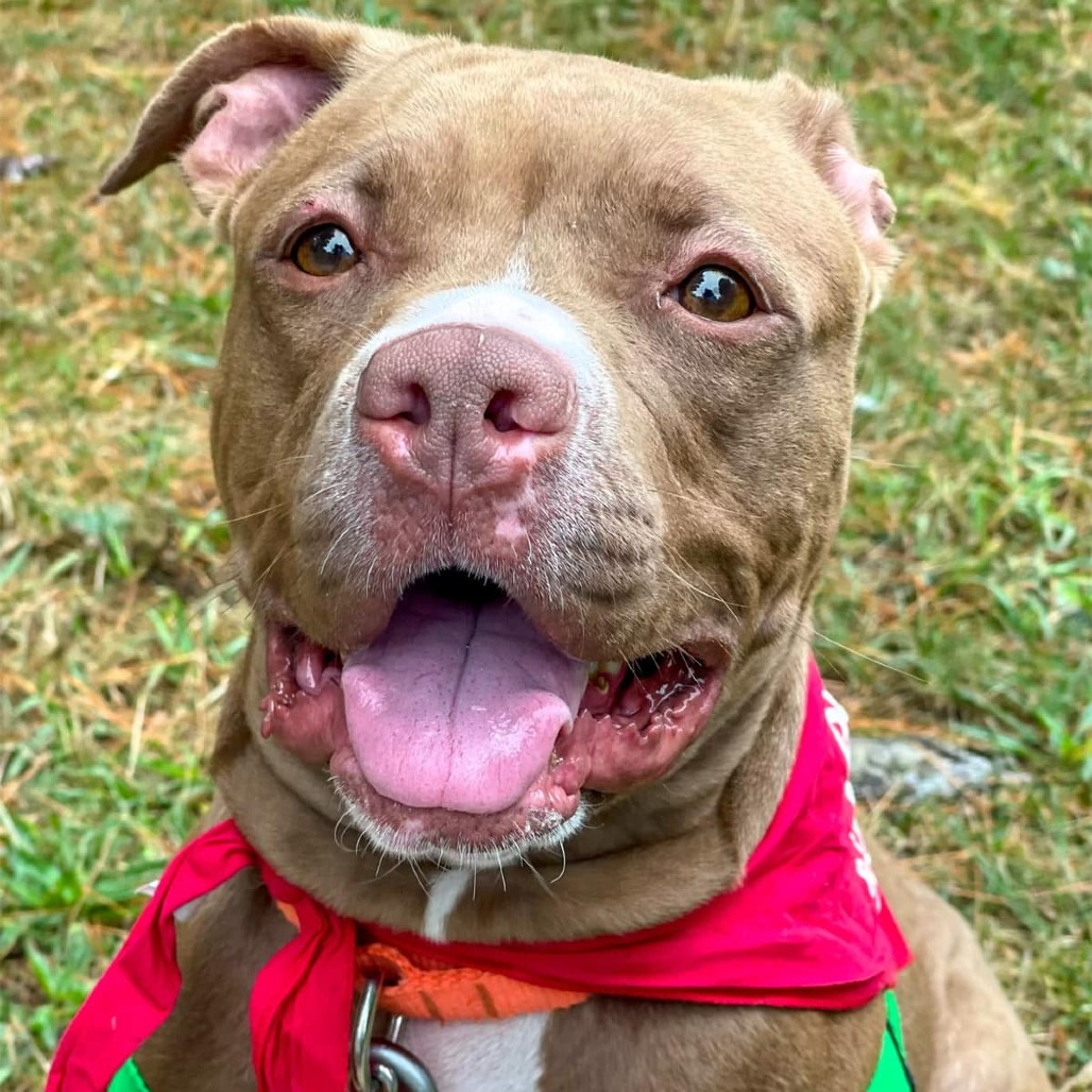 DELLA - Terrier / American Pit Bull available for adoption
