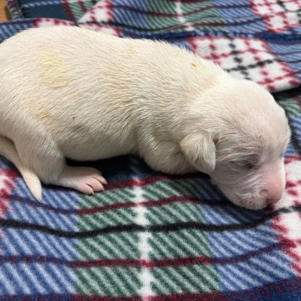 Augustine, an adoptable Mixed Breed (Medium)