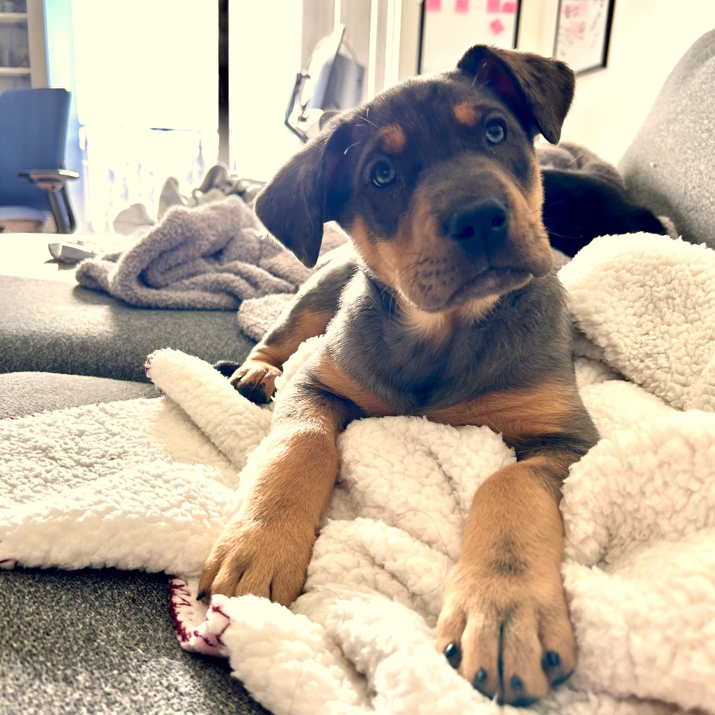 Didi — thumbnail 3