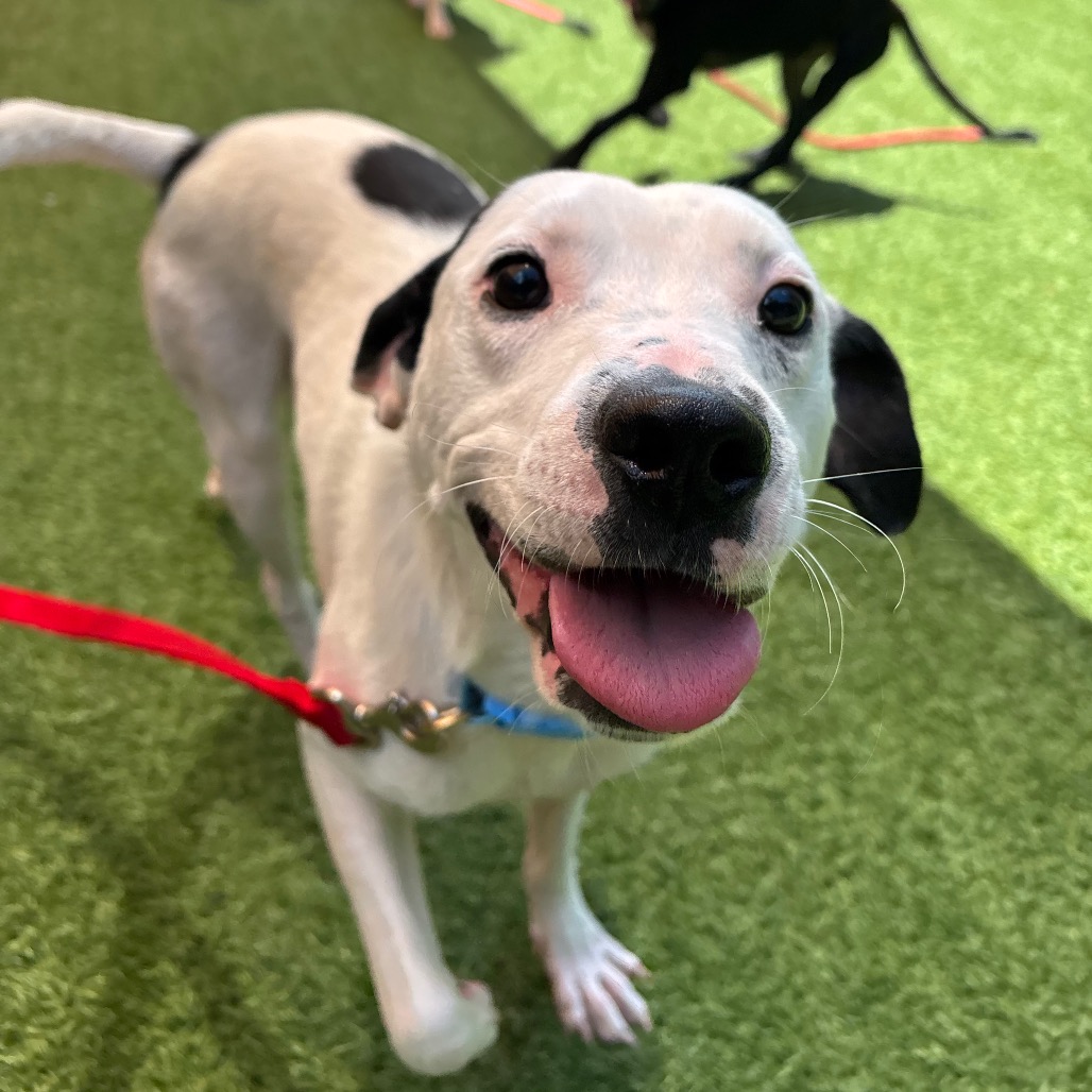 ROBERT - Mixed Breed (Medium) available for adoption