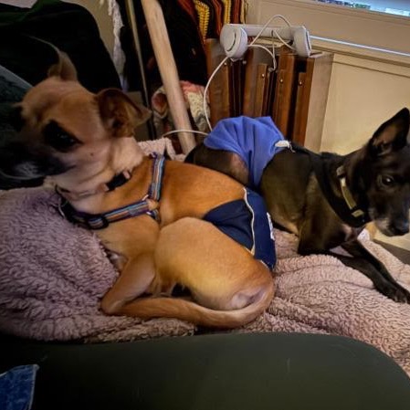 BUTTERBALL, photo 6