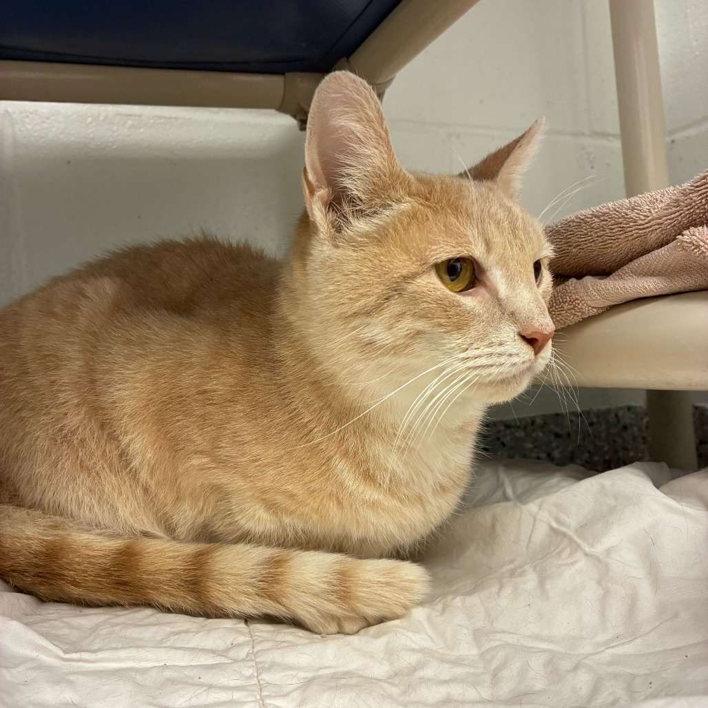 Frosting — thumbnail 2