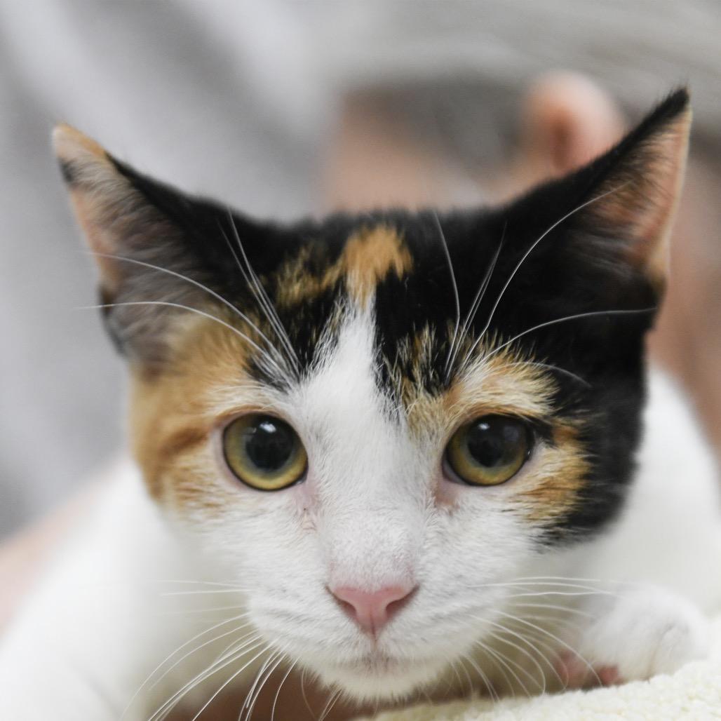Sugar - Domestic Shorthair
