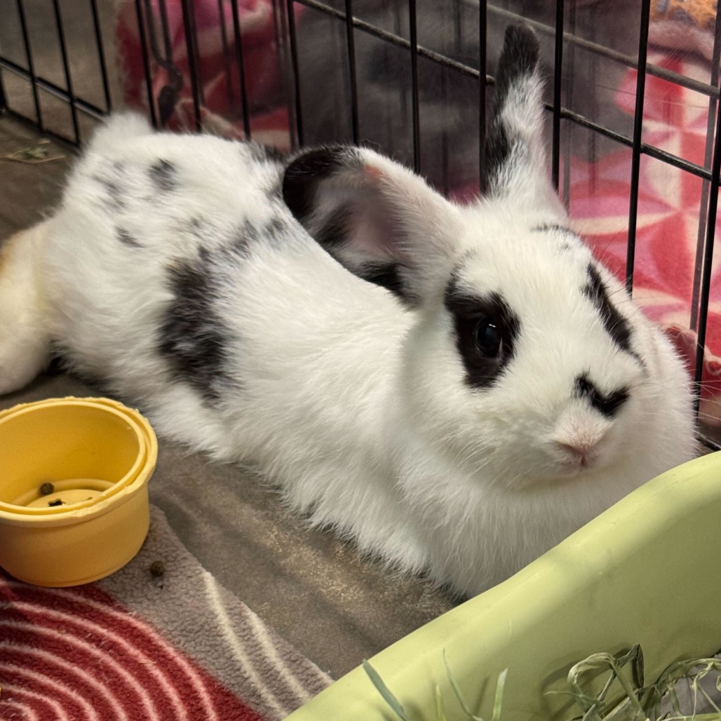 Oreo, photo 2