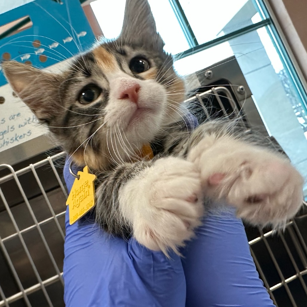 Gracie — thumbnail 4