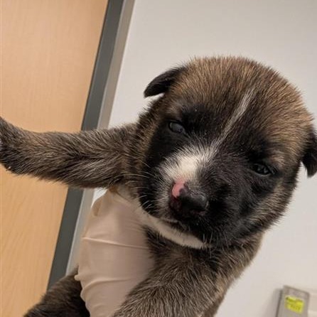 CADBURY - Mixed Breed (Small) available for adoption