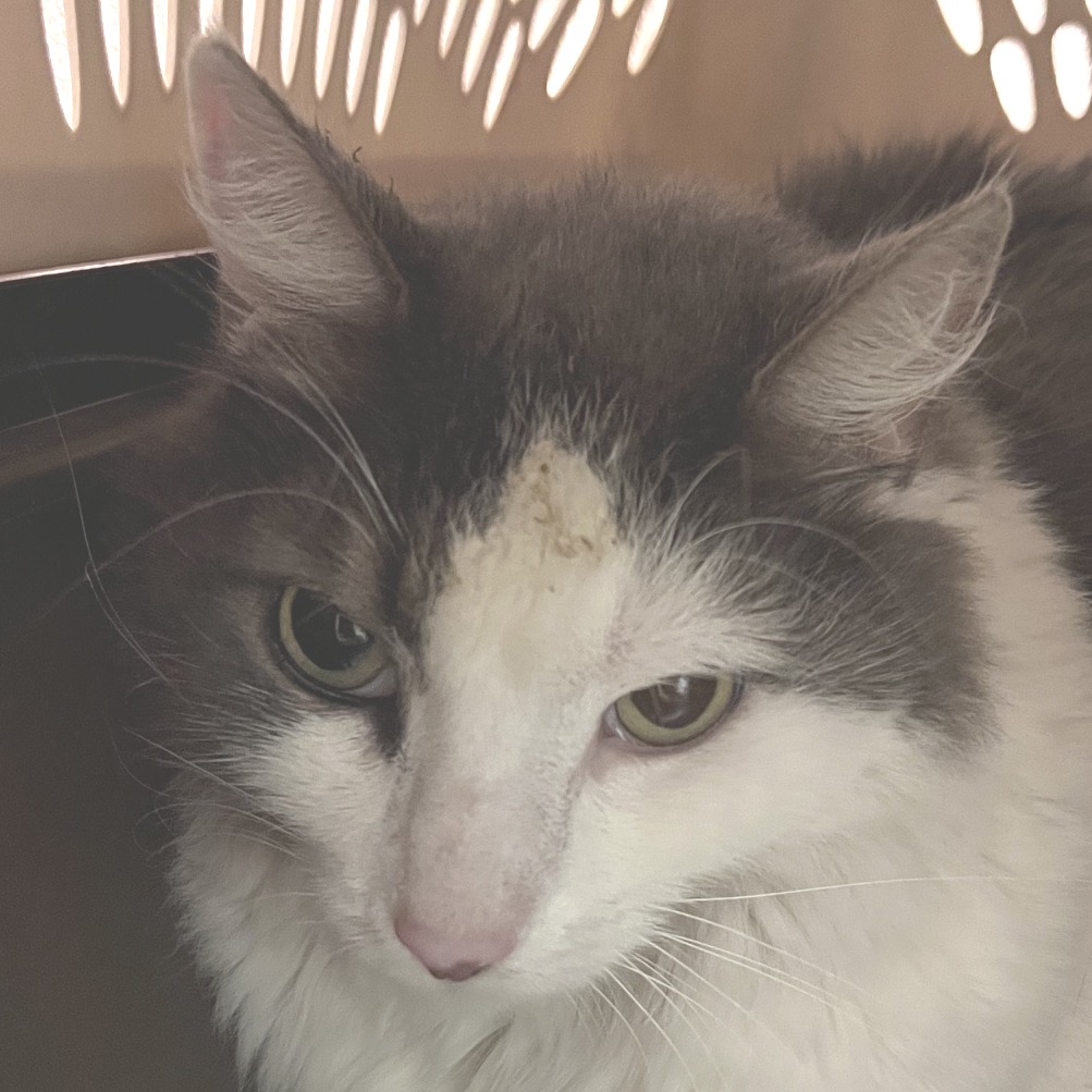 Photo of Ralph 3