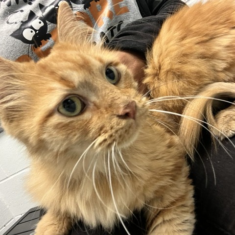 BREADBOWL - Domestic Longhair available for adoption