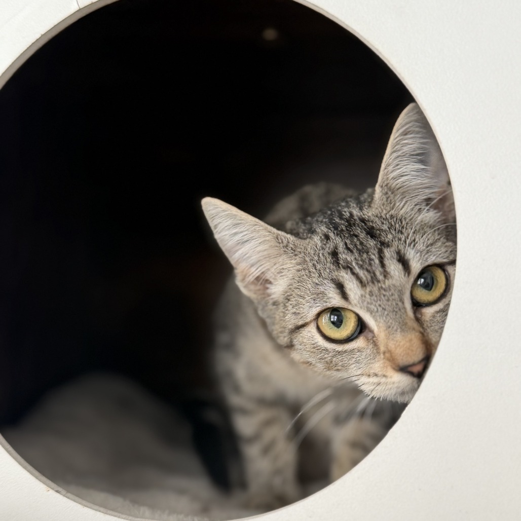 FROGGIE - Domestic Shorthair available for adoption