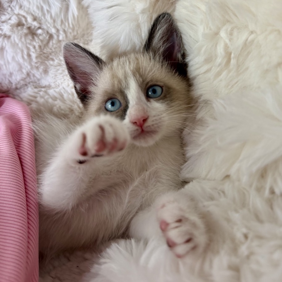 CURLY - Siamese / Domestic Shorthair available for adoption