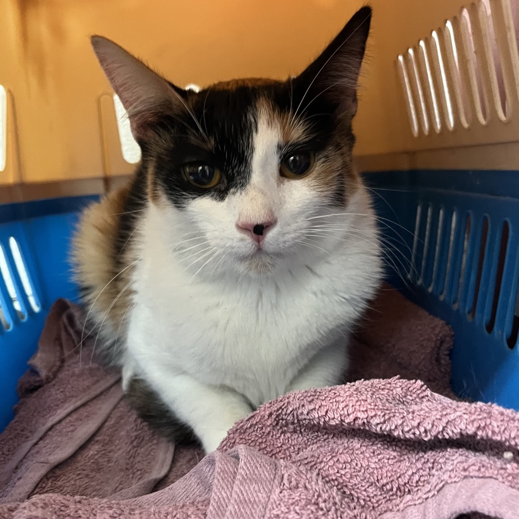 LILA - Domestic Shorthair available for adoption