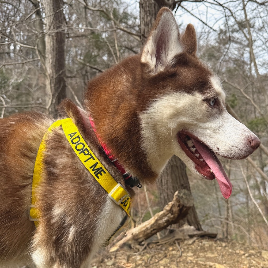 Pandora — thumbnail 3