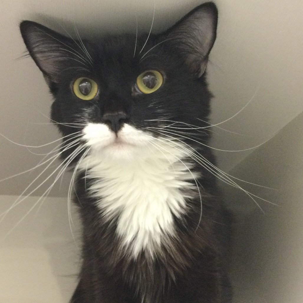 Bennie - Domestic Medium Hair
