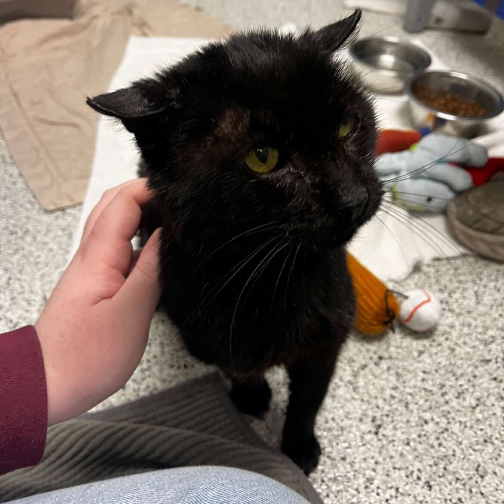 Hadley — thumbnail 2