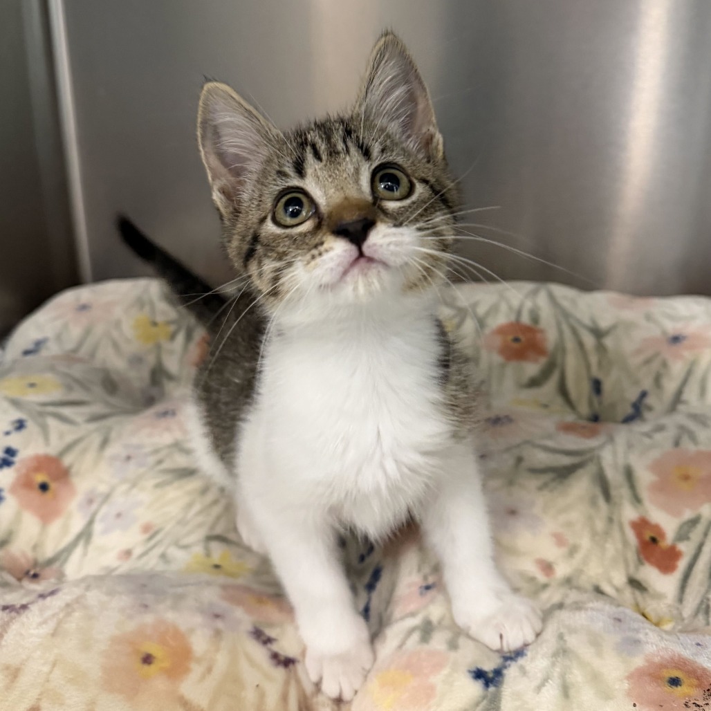 CANDY - Domestic Shorthair available for adoption