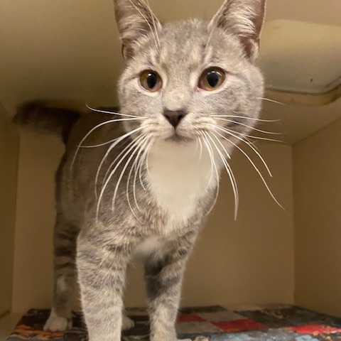 Celaena — thumbnail 2