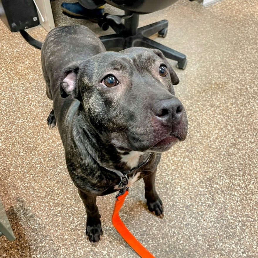 Artemis — thumbnail 2