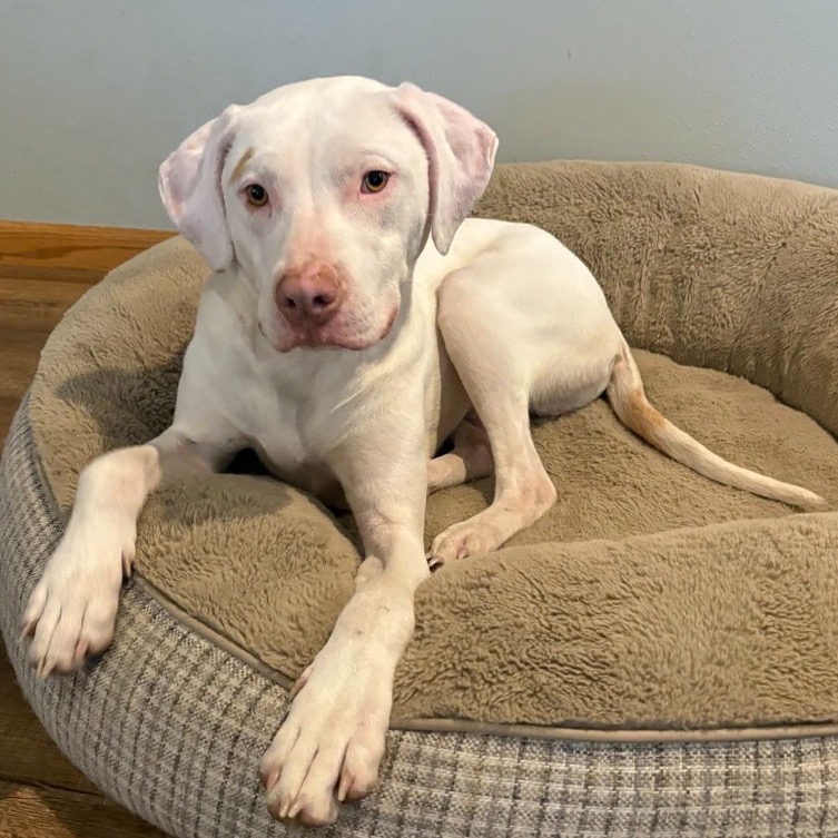 Sully Rescue Sully is available for adoption at Rescue Network