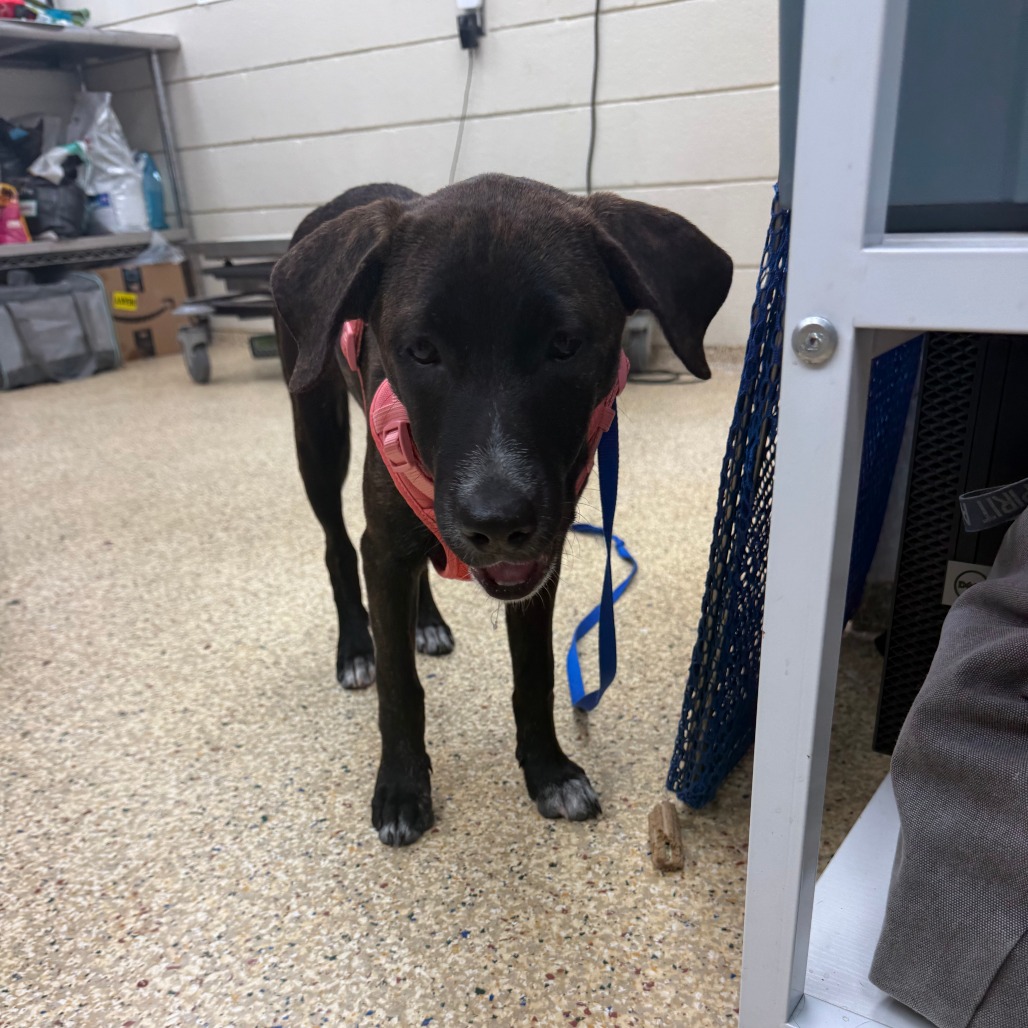 BELLA - Mixed Breed (Medium) available for adoption