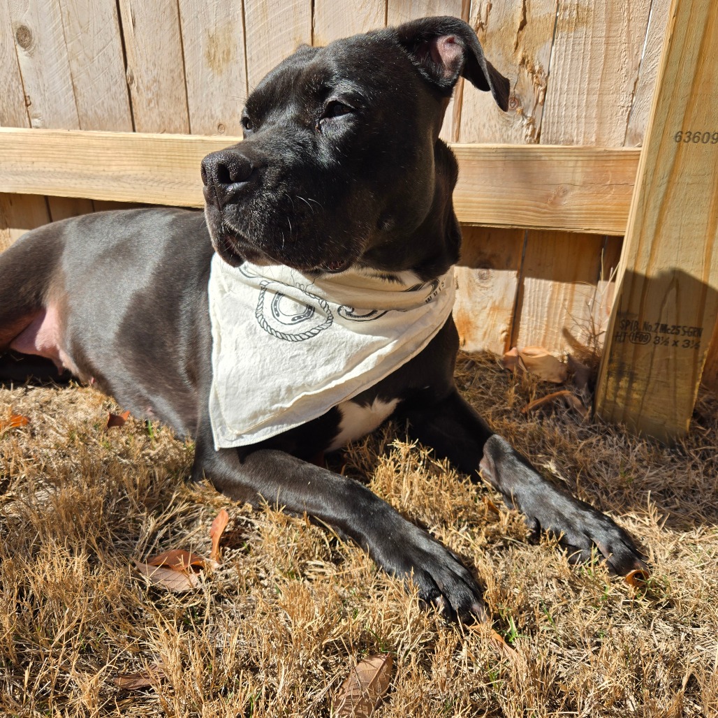 Shadow, additional photo