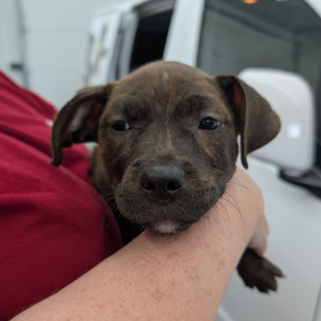 Mixed Breed