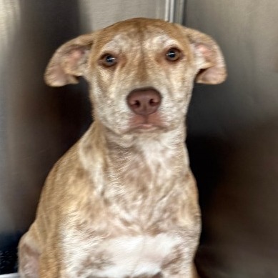 MANZANA - Mixed Breed (Medium) available for adoption