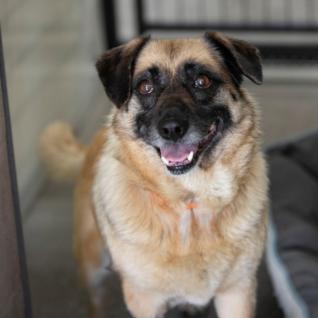 ANGEL (MY26-113) - Shepherd, German / Pug for adoption in Colorado Springs