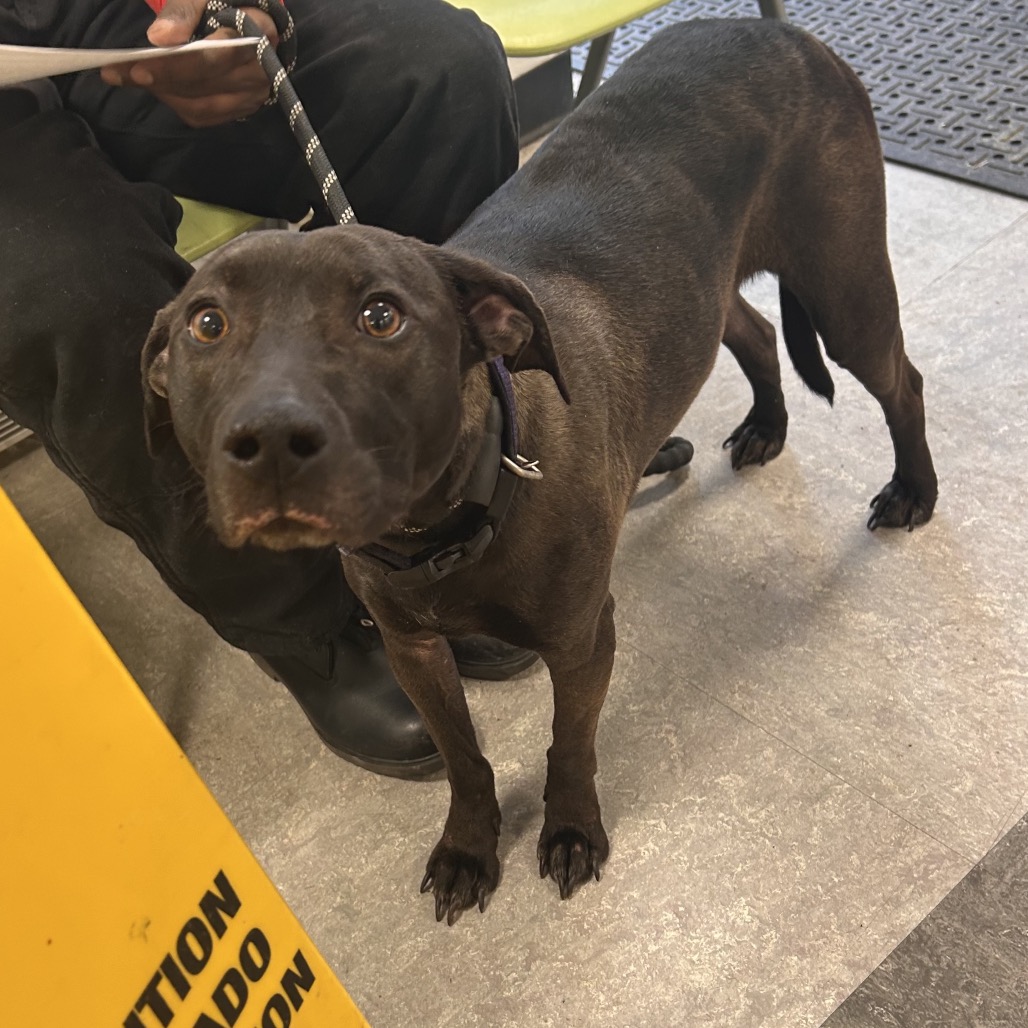 Honey Lovekins — thumbnail 2