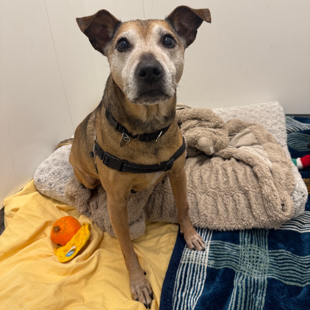 Rocky — thumbnail 5