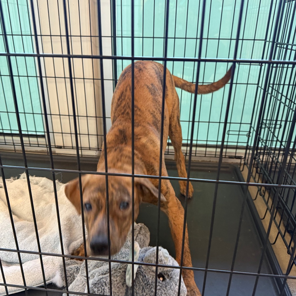 ARCHIE - Mixed Breed (Medium) available for adoption
