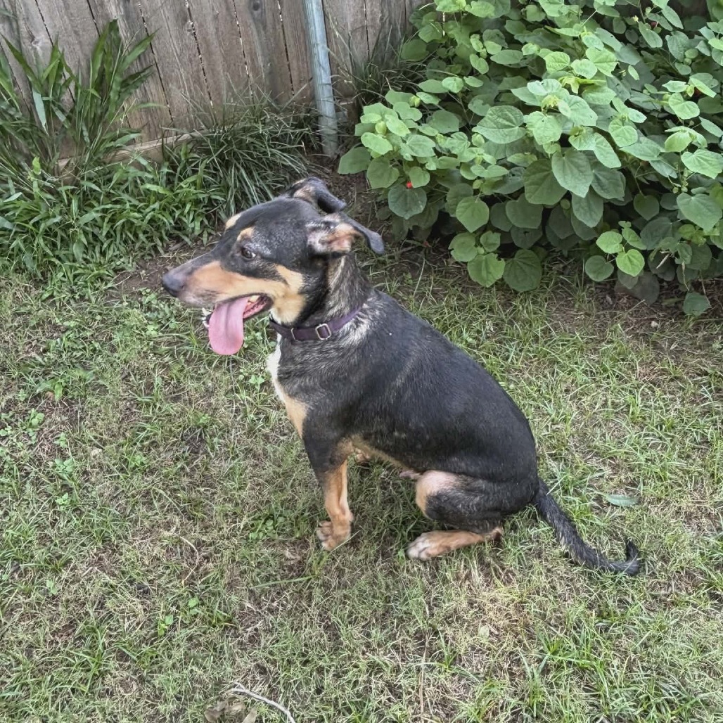 Photo of Milo