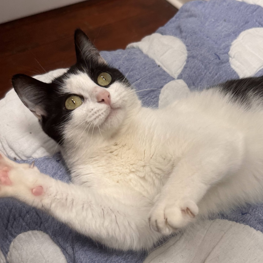 BARNEY - Domestic Shorthair available for adoption