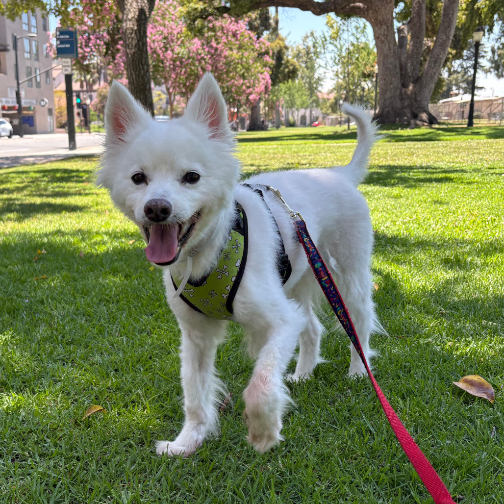 American Eskimo